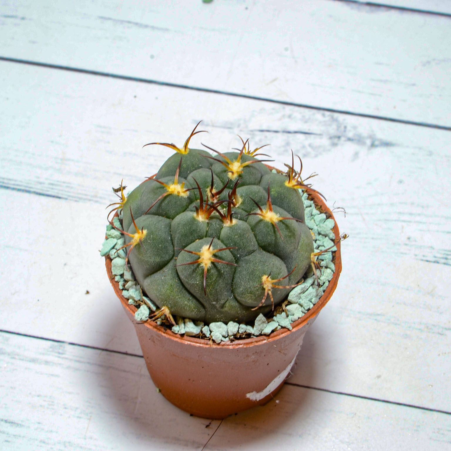 Суккулент Gymnocalycium Pflanzii (Гимнокалициум). Диаметр горшка 5 см. Субстрат Succuterra Classic и фирменный горшочек в комплекте.