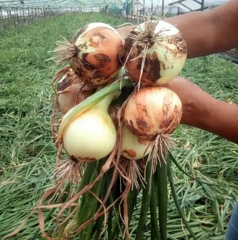 Купить Семена Лука В Краснодаре