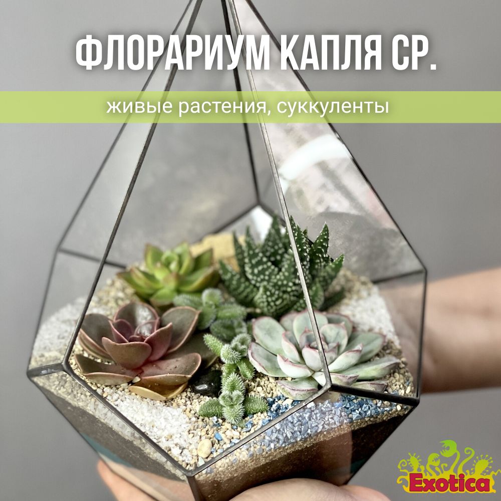 Флорариум с суккулентами "Капля Средняя"