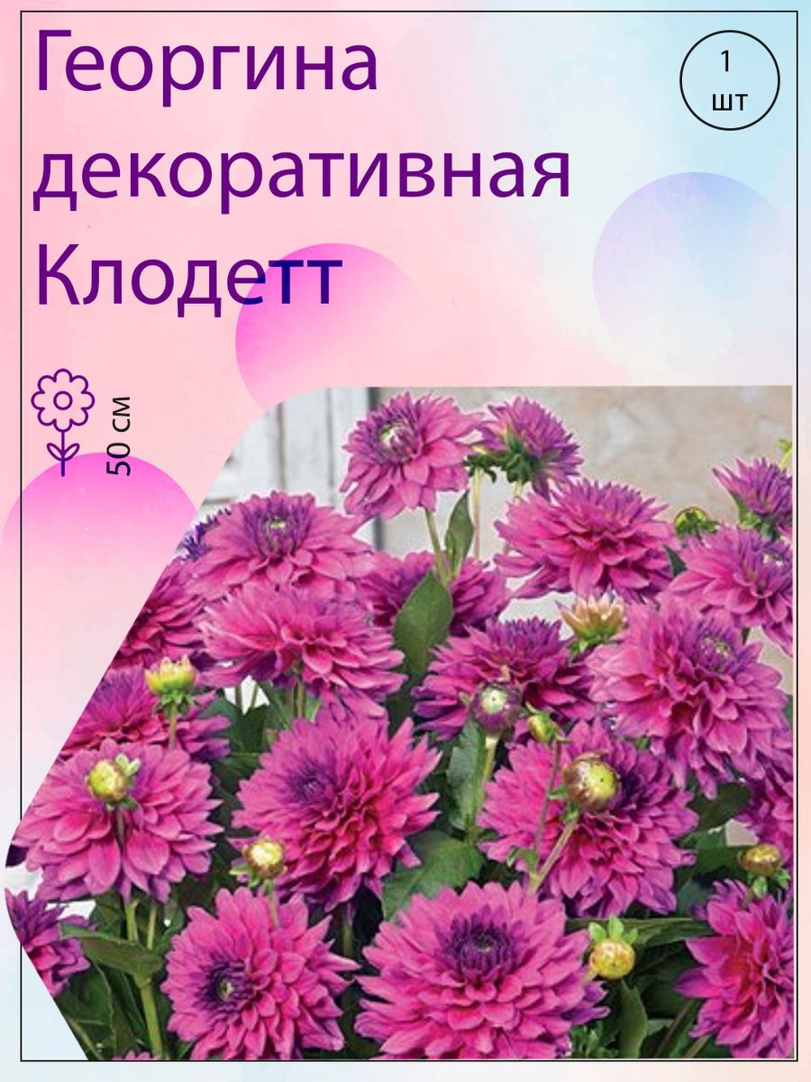 Клубни Георгины ПОИСК Агрохолдинг купить по выгодной цене в  интернет-магазине OZON (842116368)