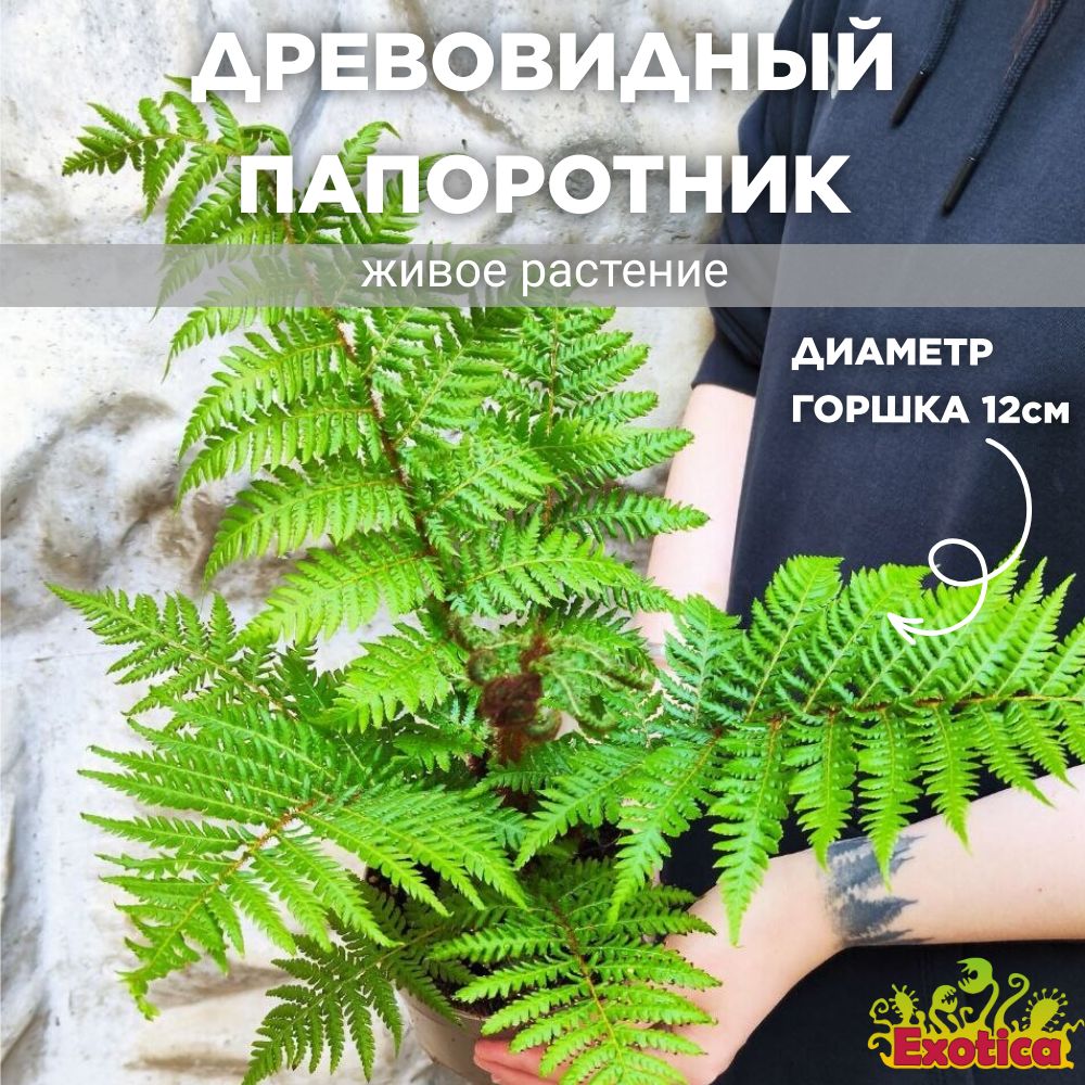 Древовидный Папоротник, или Циатея Австралис (Cyathea Australis) D12см