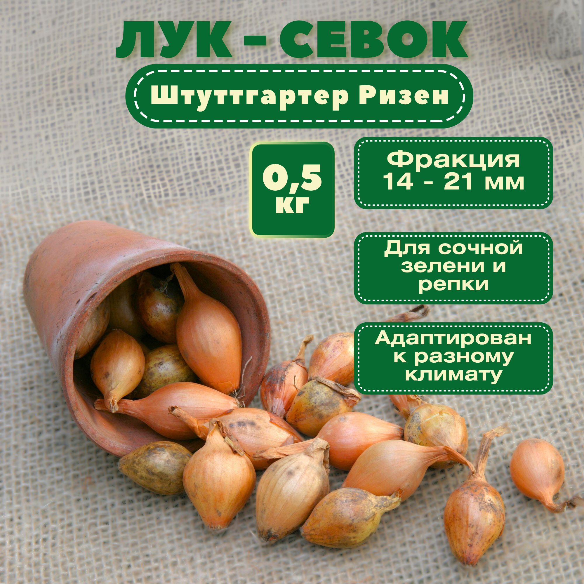 Лук севок 