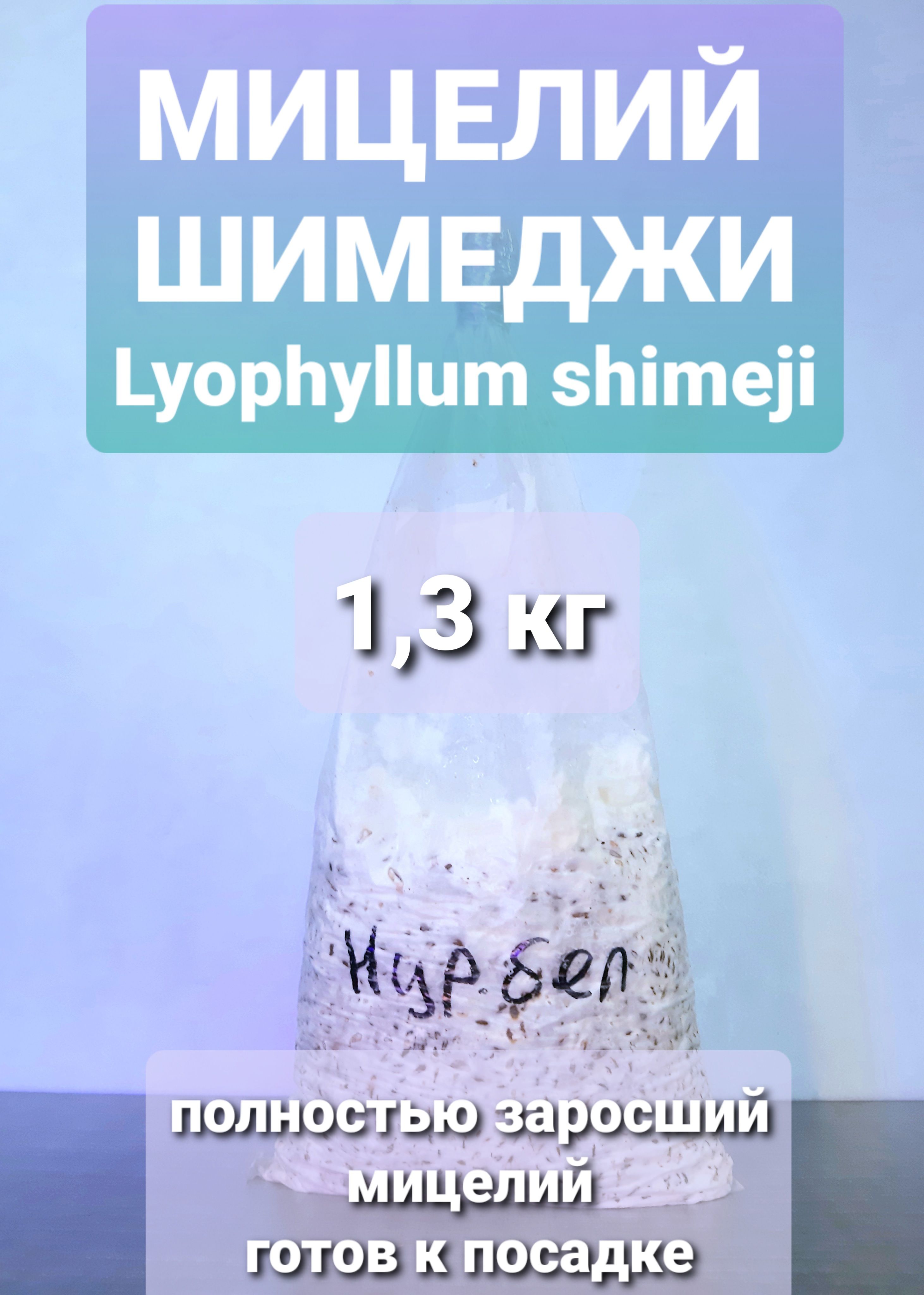 Мицелий Шимеджи зерновой (Опёнок), 1,3 кг - купить по выгодным ценам в  интернет-магазине OZOZN (1402810876)