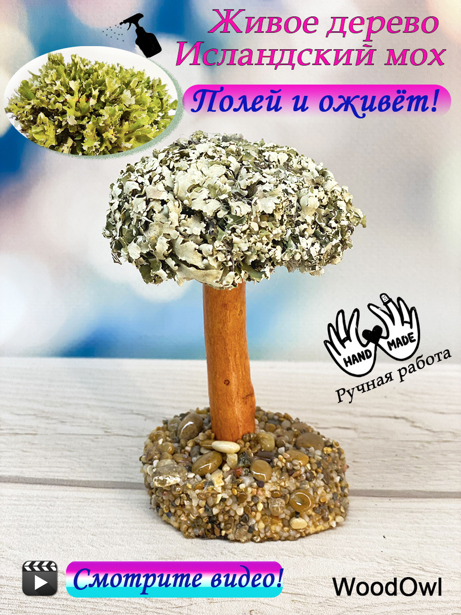 Миниатюра интерьерная- живое дерево с кронами из целебной цетрарии для ...