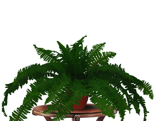 Купить Искусственное растение Папоротник /Искусственные цветы для ...