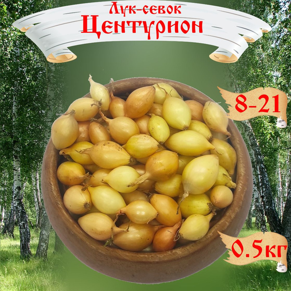 Лук севок, Лук RusAgro62 лук-севок - купить по выгодным ценам в ...