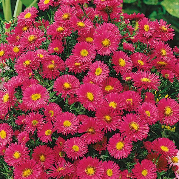 Луковицы Астры многолетние Holland Bulb Market купить по выгодной цене ...