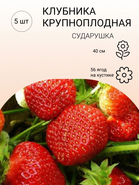 Клубника/Клубника на посадку - купить с доставкой по выгодным ценам в ...