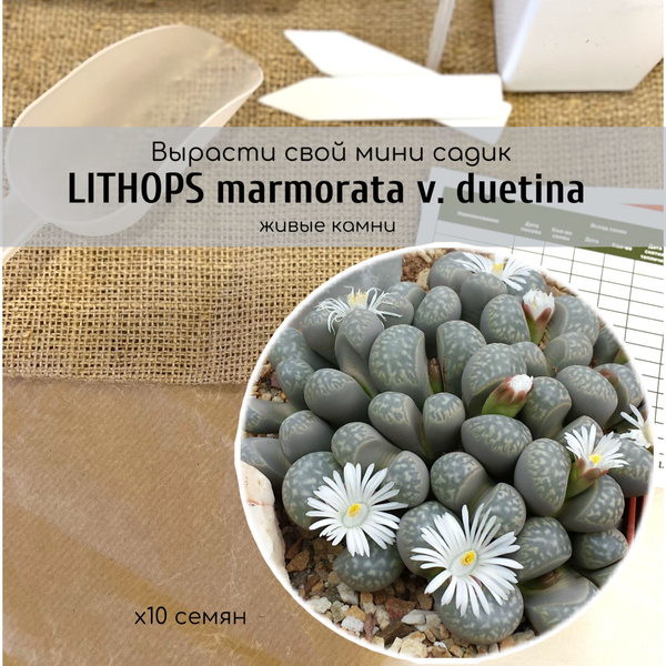 Литопсы (Живые камни), Разнообразные комнатные Lithops - купить по ...