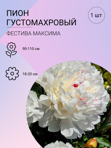Пион Фестива Максима - купить с доставкой по выгодным ценам в интернет ...