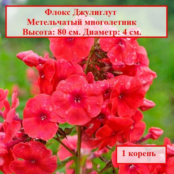 Луковицы Флоксы COLORLINE купить по выгодной цене в интернет-магазине ...