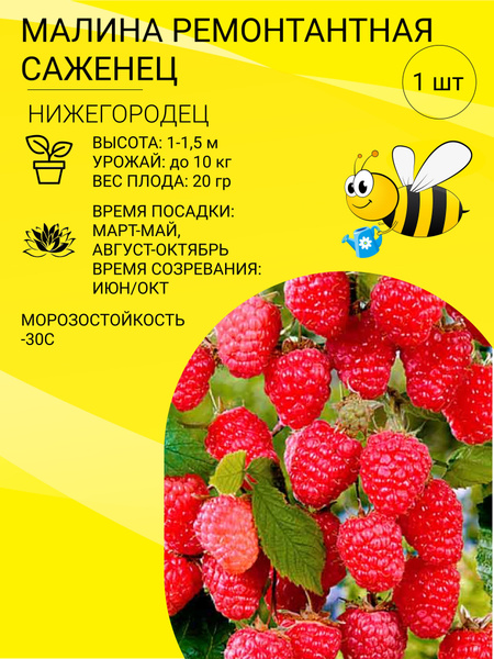 Корни - купить с доставкой по выгодным ценам в интернет-магазине OZON ...