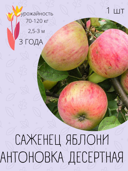 Клубни купить по выгодной цене в интернет-магазине OZON (1191302370)