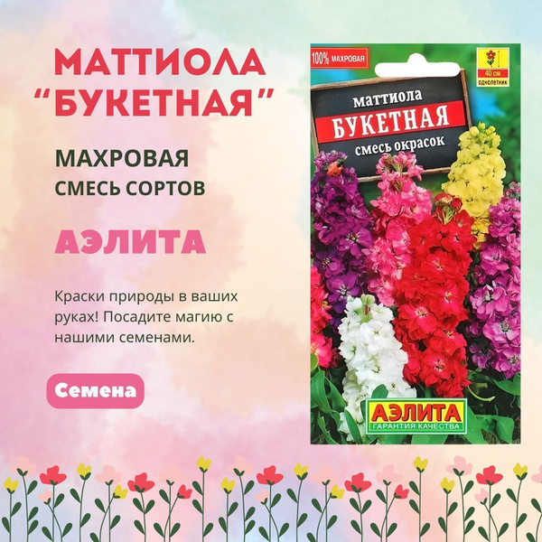 Маттиола цветы фото Seamo.ru