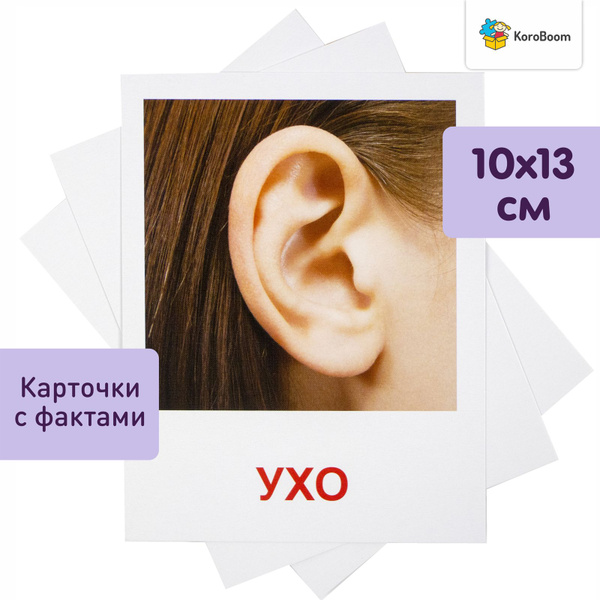 Обучающие карточки Домана "Части тела" Всезнайка KoroBoom, 20 плотных ...