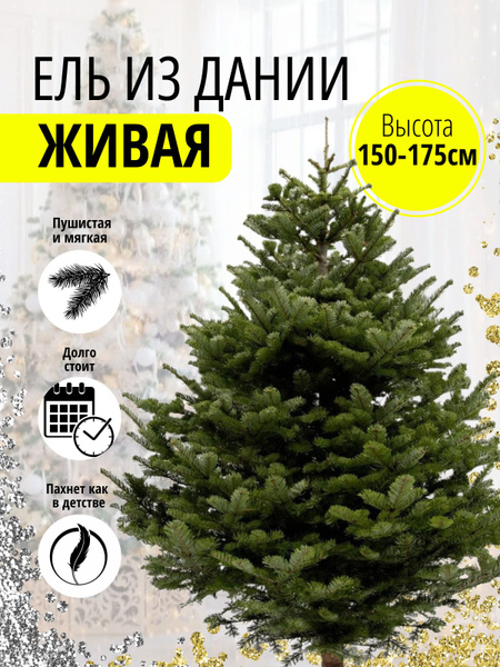 Елка живая, 150-175 см - купить с доставкой по выгодным ценам в ...