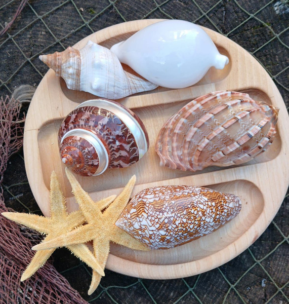 Набор морских натуральных ракушек (5шт.) и морские звёзды (2шт ...