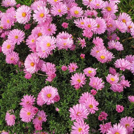 Луковицы Астры многолетние Садовый Мир купить по выгодной цене в ...