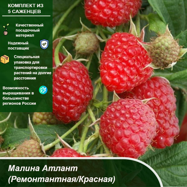 Комплект 5шт / Малина Атлант (Ремонтантная/Красная) - купить с ...