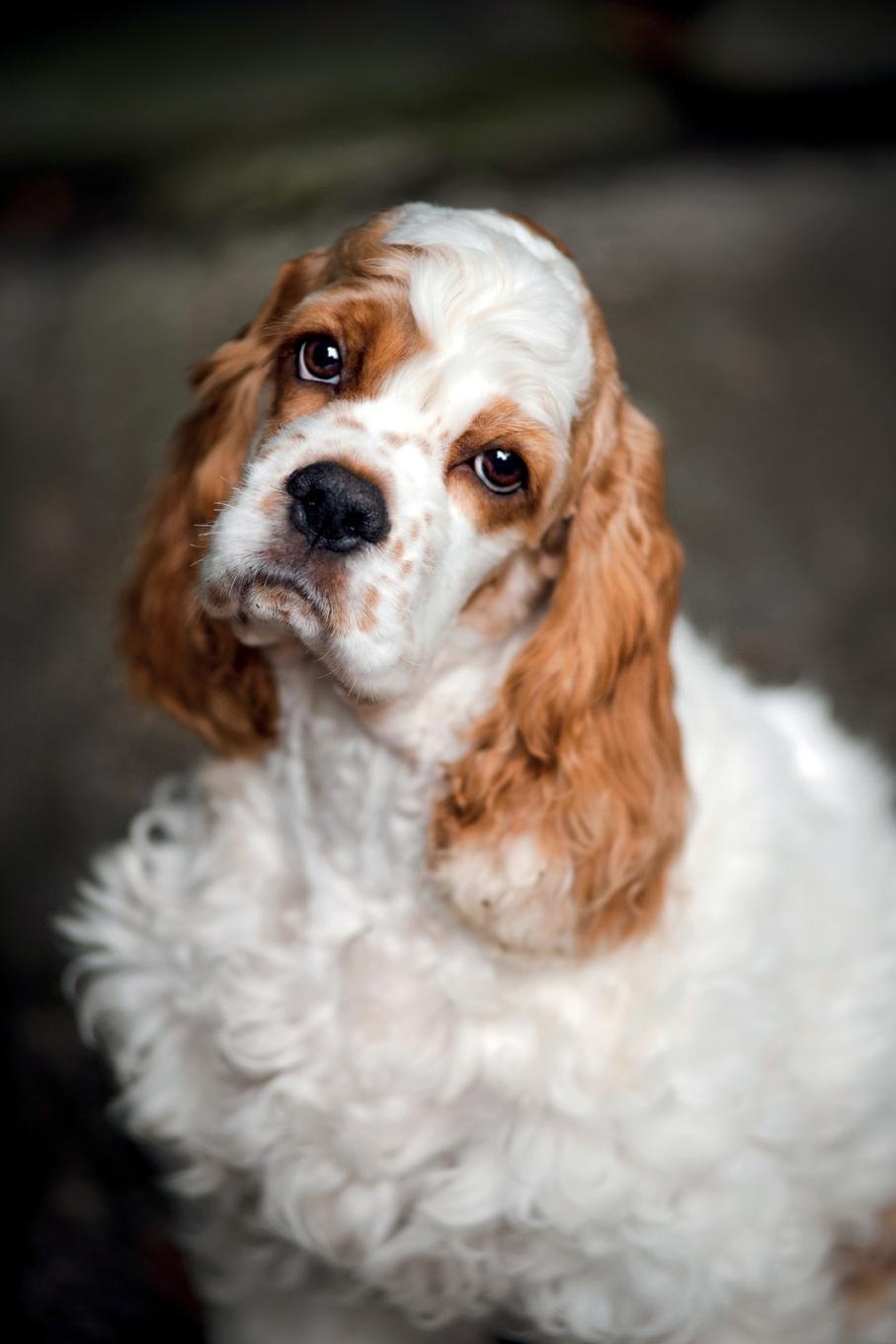 фото Spaniel Notebook & Journal. Productivity Work Planner & Idea Notepad. Brainstorm Thoughts, Self Discovery, To Do List