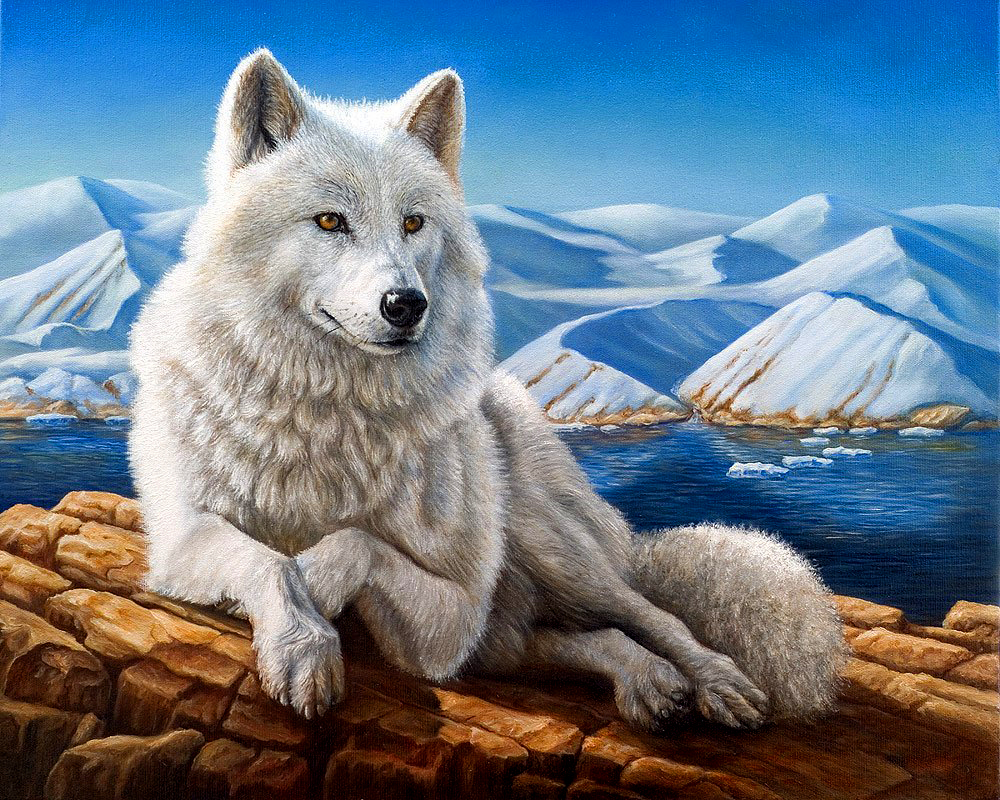 Белый волк картина