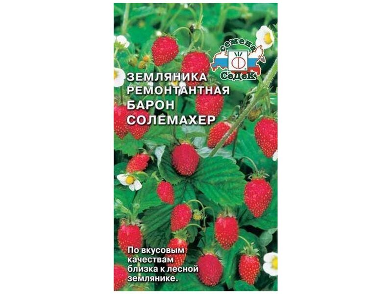 Солемахер земляника ремонтантная. Земляника Барон Солемахер Альпийская ремонтантная. Земляника ремонтантная. Сорт Барон Солемахер.. Земляника ремонтантная Барон Солемахер СЕДЕК. Сорт земляники Барон Солемахер.