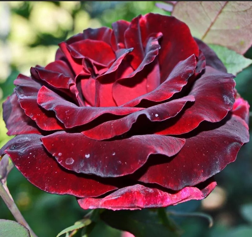 Сорта черных роз с фото и названиями и описанием