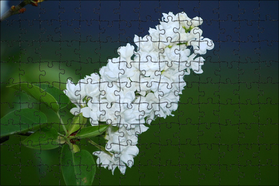 Саженец,1шт - купить с доставкой по выгодным ценам в интернет-магазине OZON (899