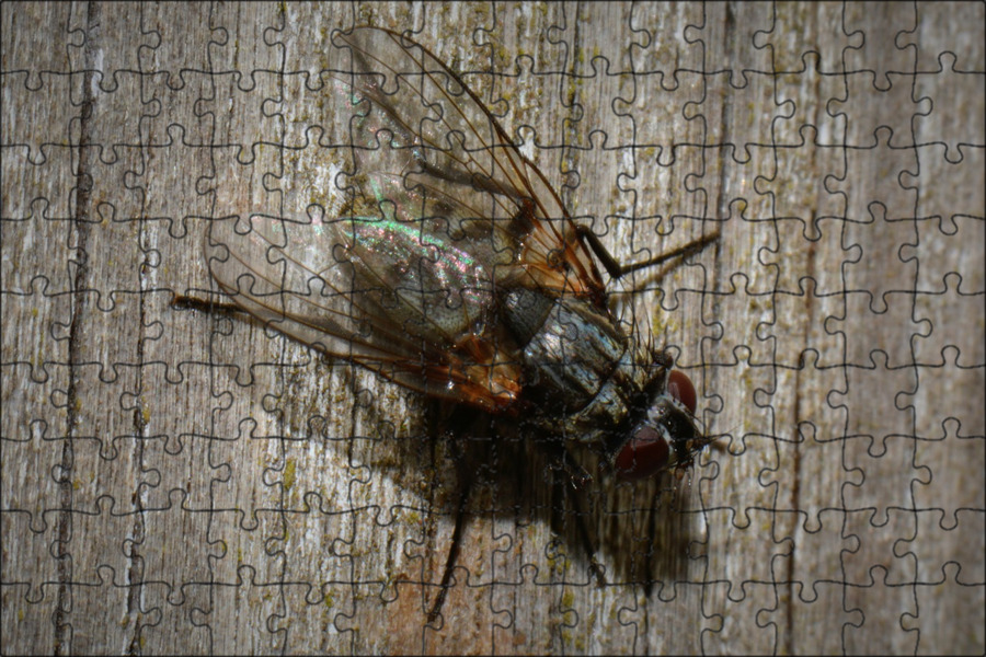 Bugs flies