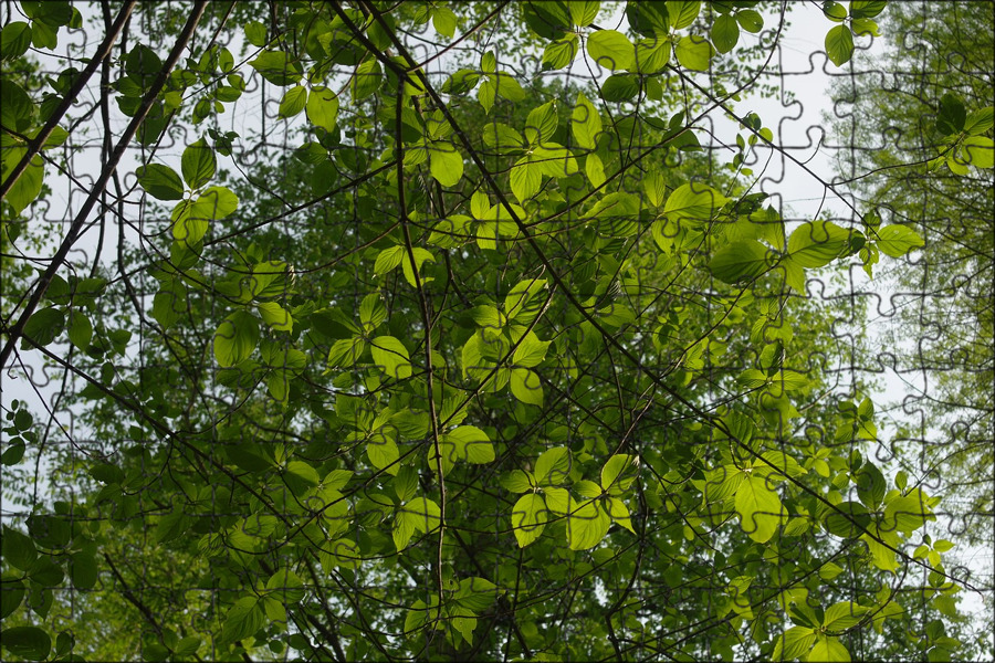 Все листики леса. Лесные листья. Лесная листва. Leafless Forest. Leaf in Forest.