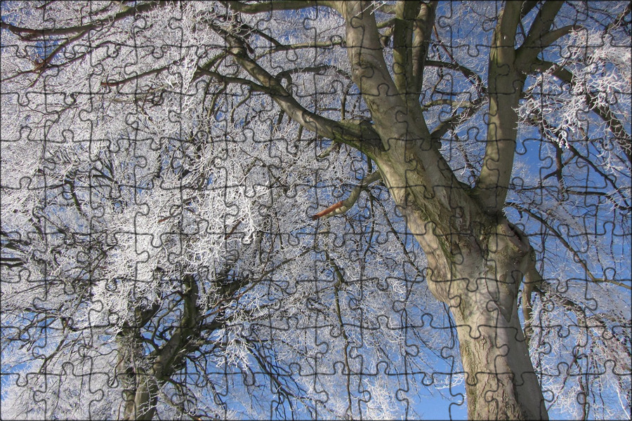 Фото frost on trees. Деревья в снегу. Деревья в снегу. Заснеженные деревья. Деревья в снегу.