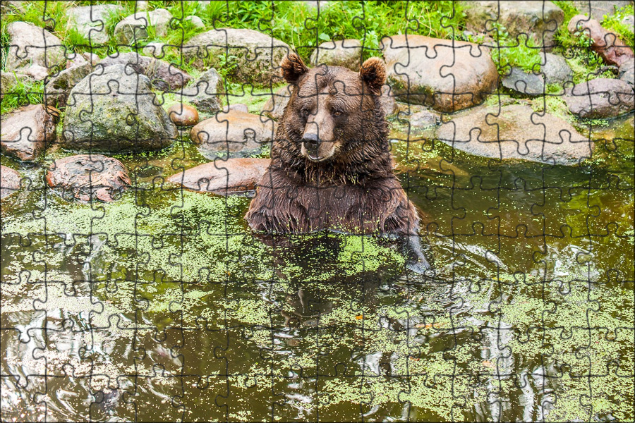 Медвежья вода. Бурый медведь плавает. Бурый медведь в воде. Медвежата купаются. Водяные шерстяные животные.