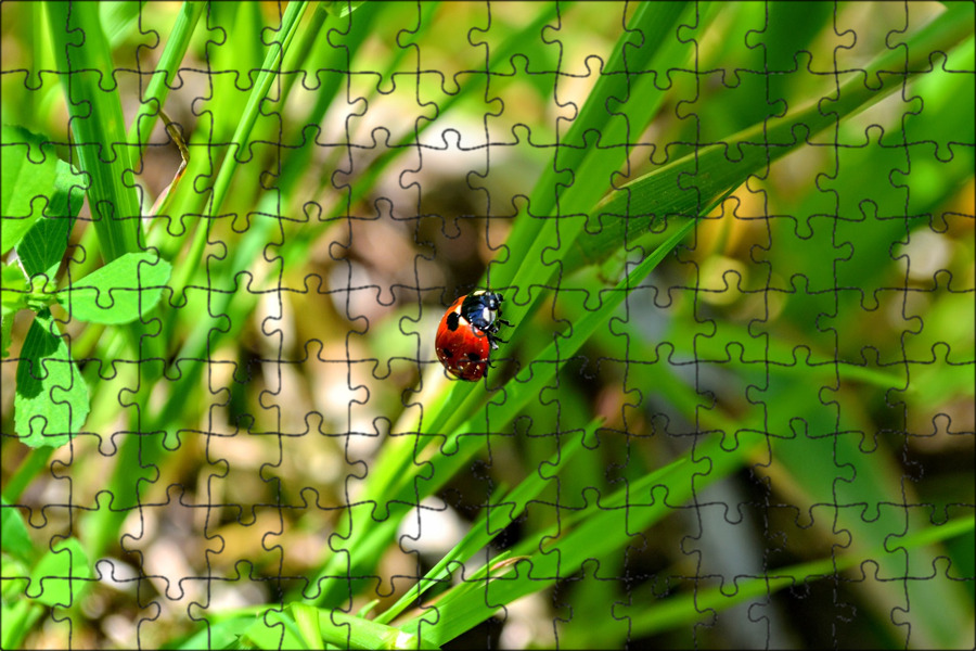 Grass bug. Grass bug