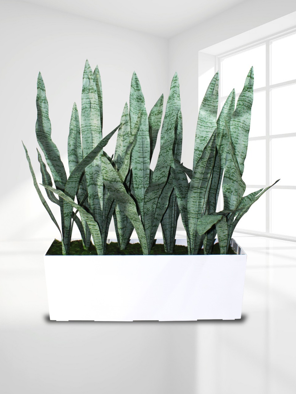 Sansevieria Beauty Queen