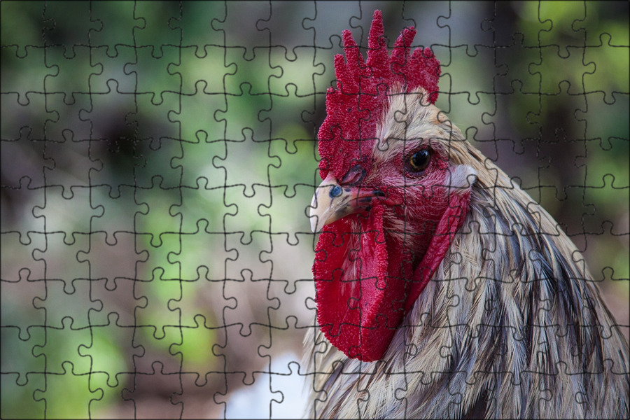 Домашняя курица петух. Что такое кур петух. Петух. Клюв курочки. Курица.