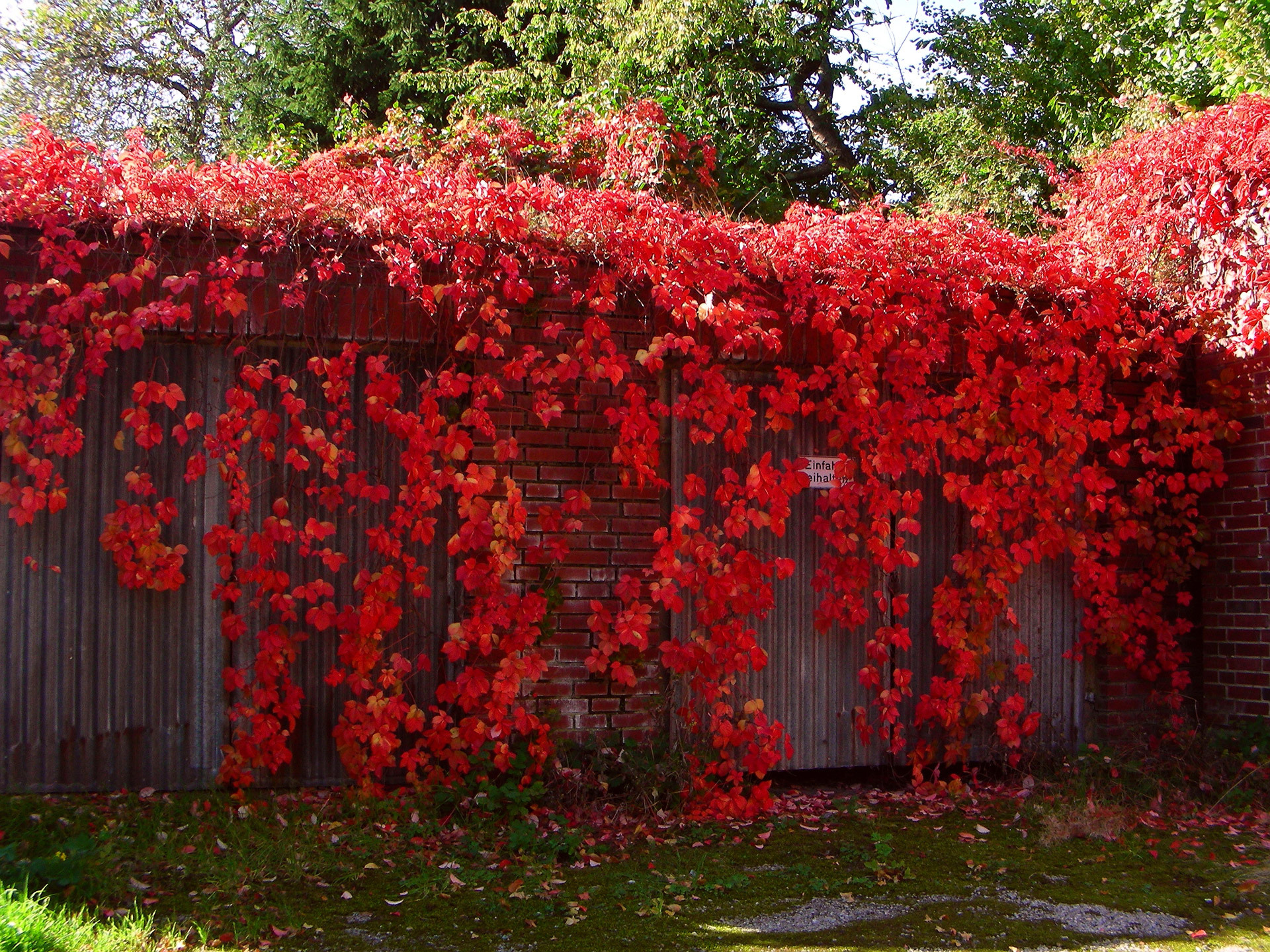 Дикий виноград на заборе фото листья