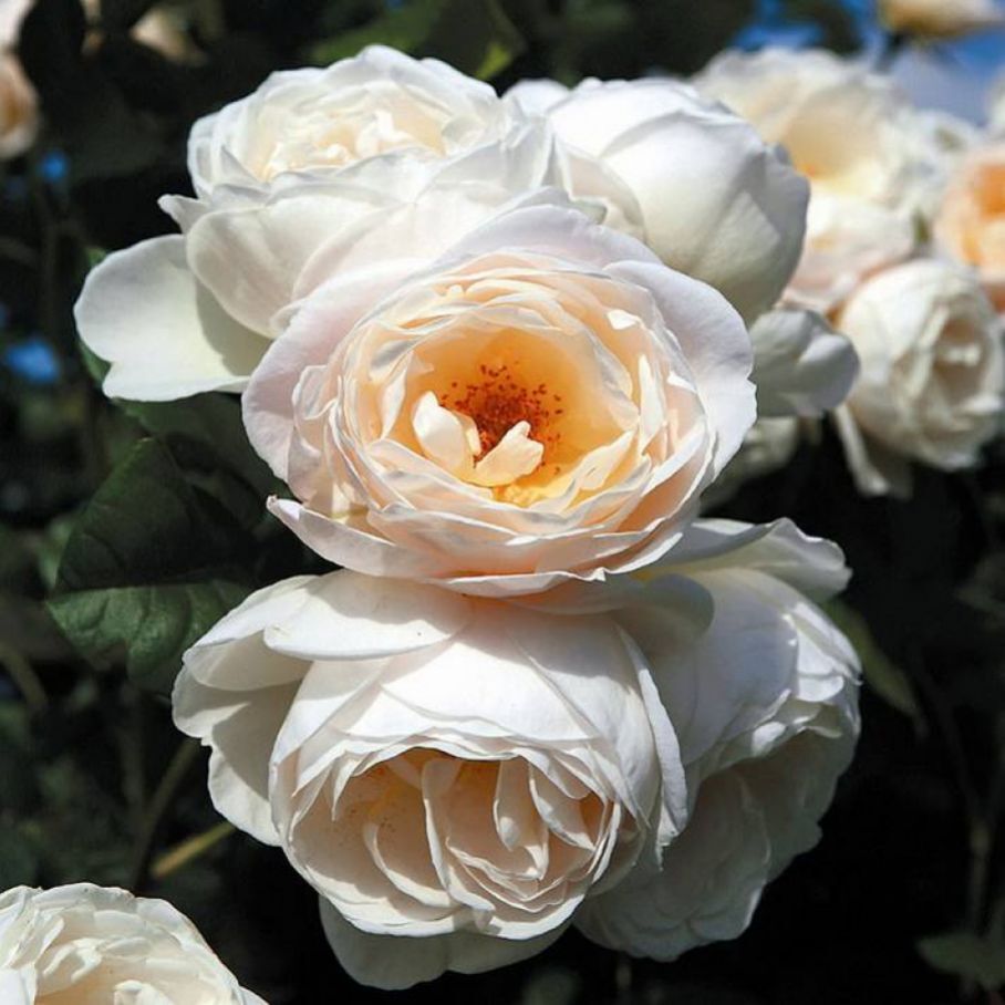 Роза плетистая 