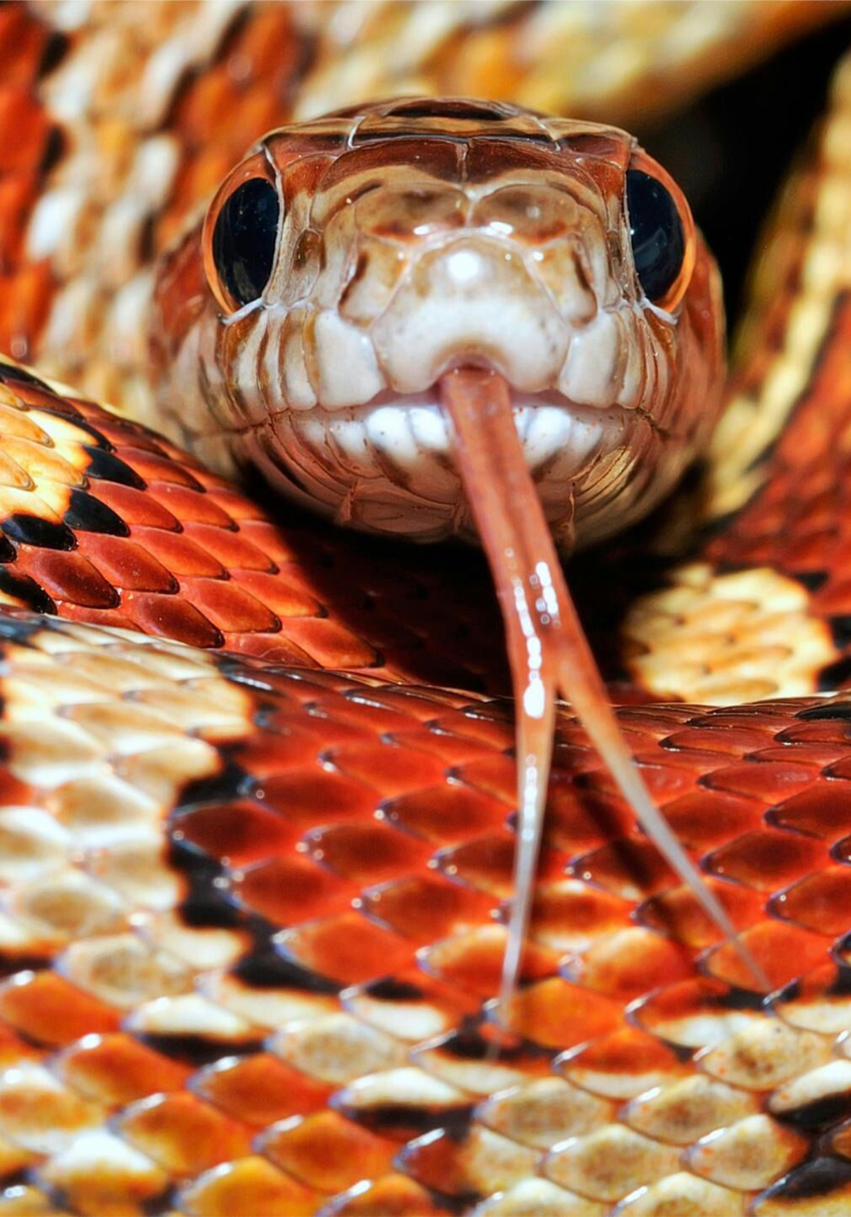 Животные про змей. Кустарниковая гадюка АТЕРИС. Красивые змеи. Рыжие змеи. Змия.