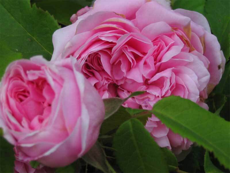 Жак картье роза фото и описание
