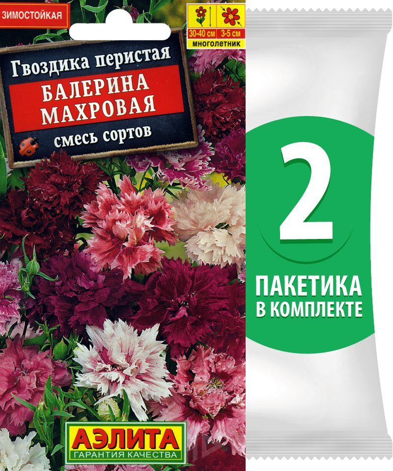 Гвоздика экзотические бабочки. Белая гвоздика с окантовкой. Гвоздика брт. Гвоздика baccarat. Гвоздика st baccarat pink.