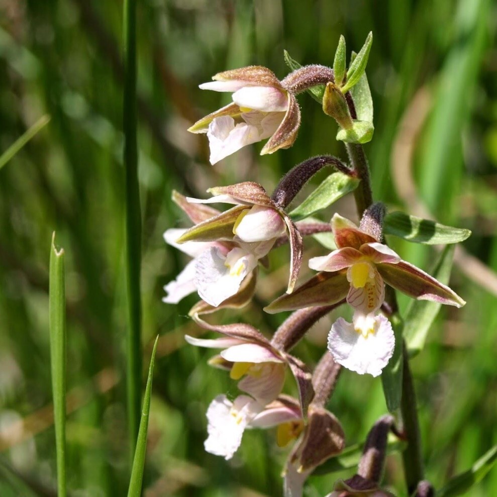 Дремлик болотный Epipactis palustris (l.) Crantz