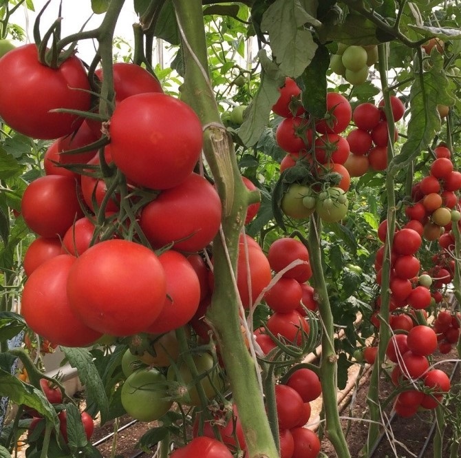 Колоновидные помидоры фото