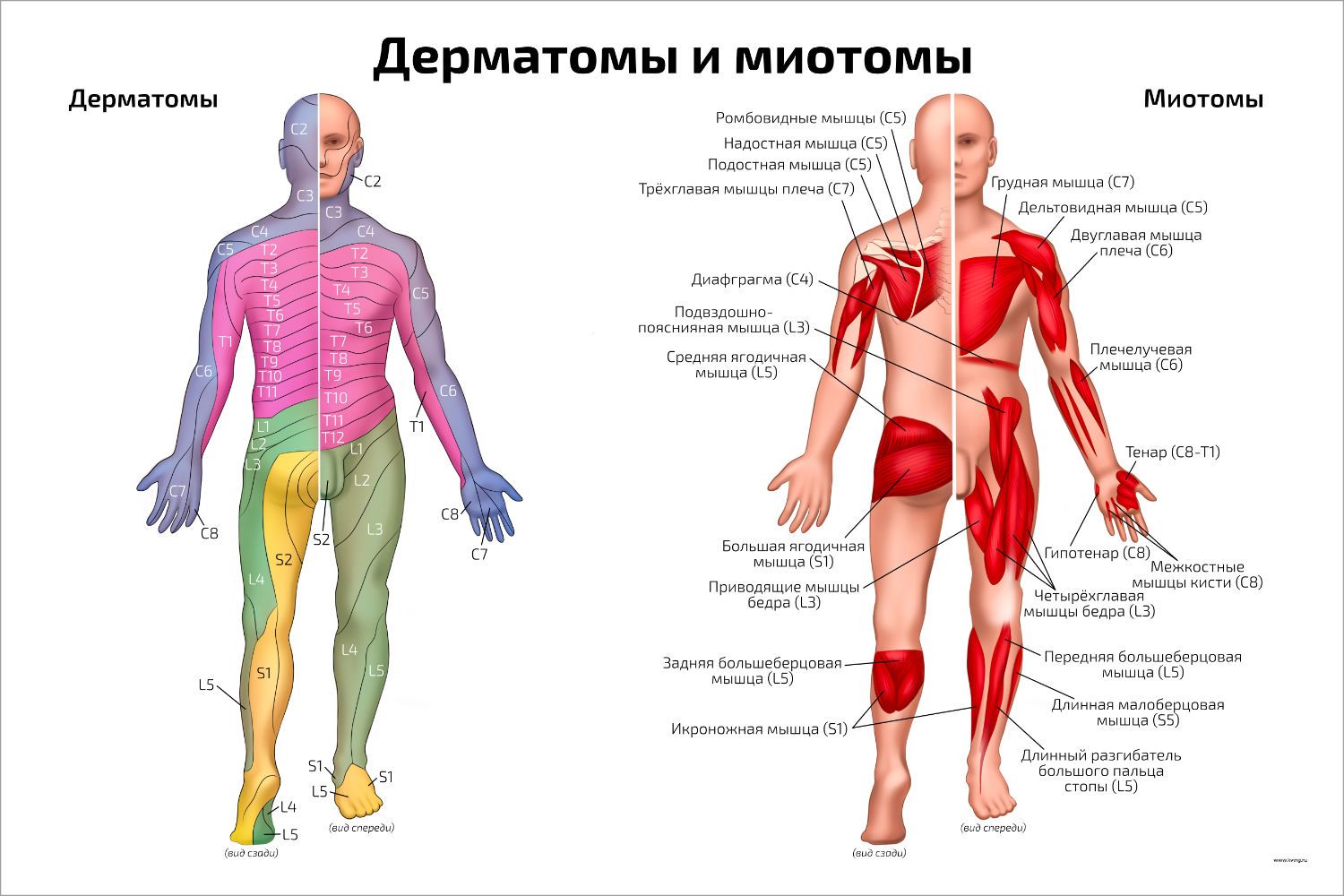 Дерматомы человека схема