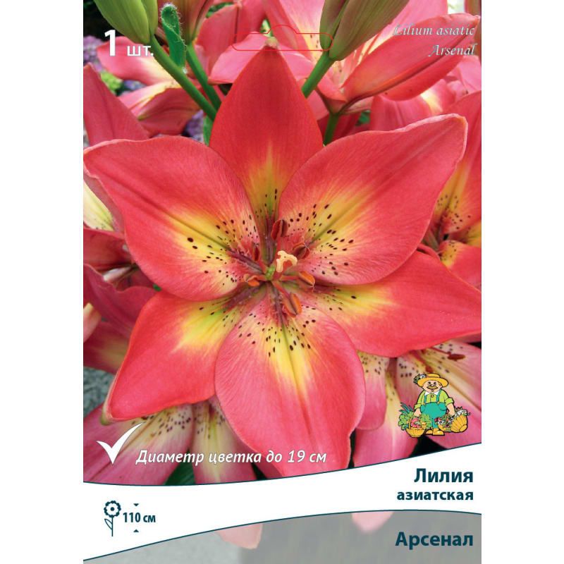 Купить Азиатские Лилии В Интернет Магазине