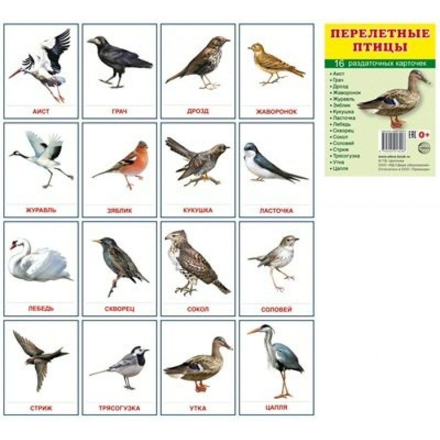 Карточки сфера 16 штук птицы перелётные