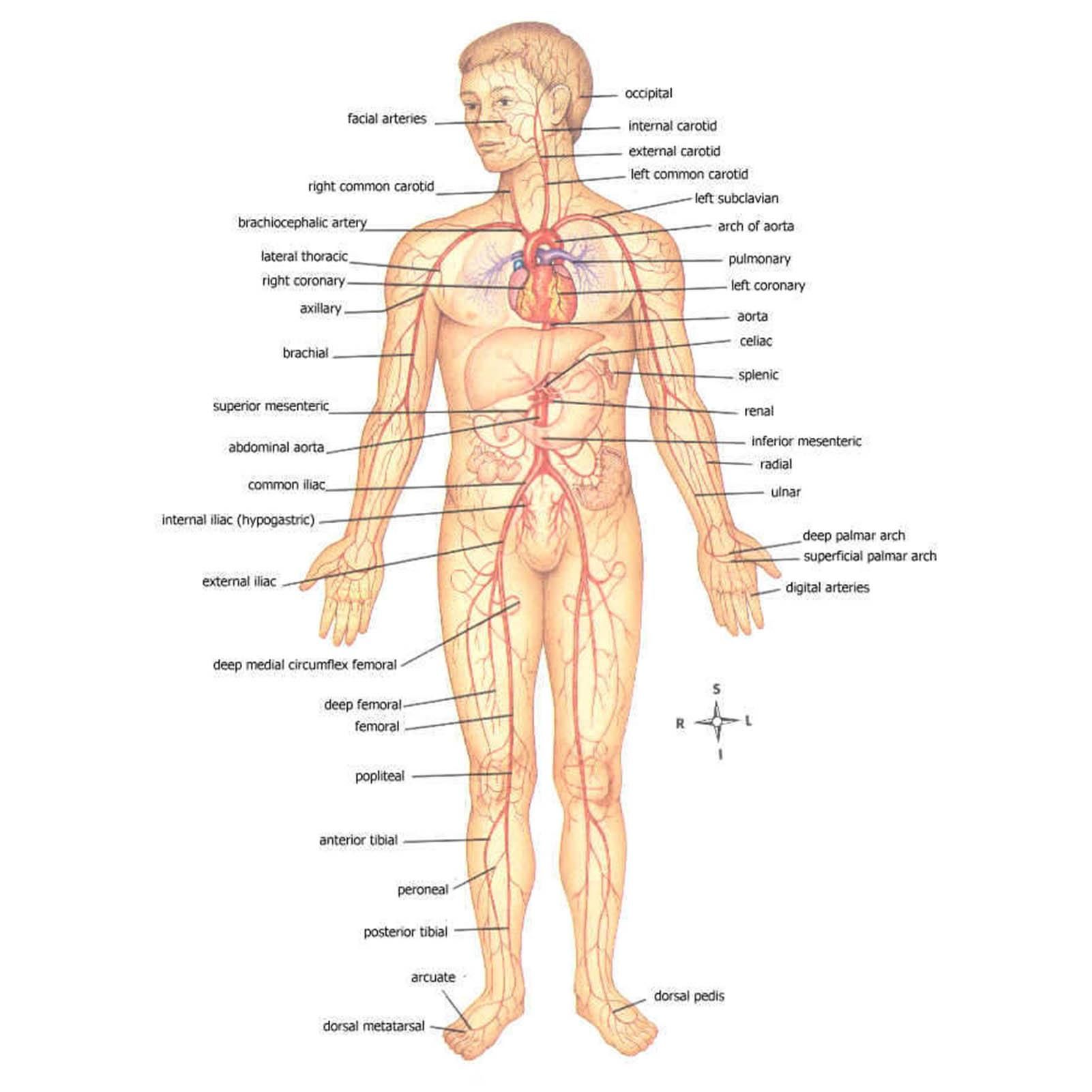 Human Anatomy Label Parts of body