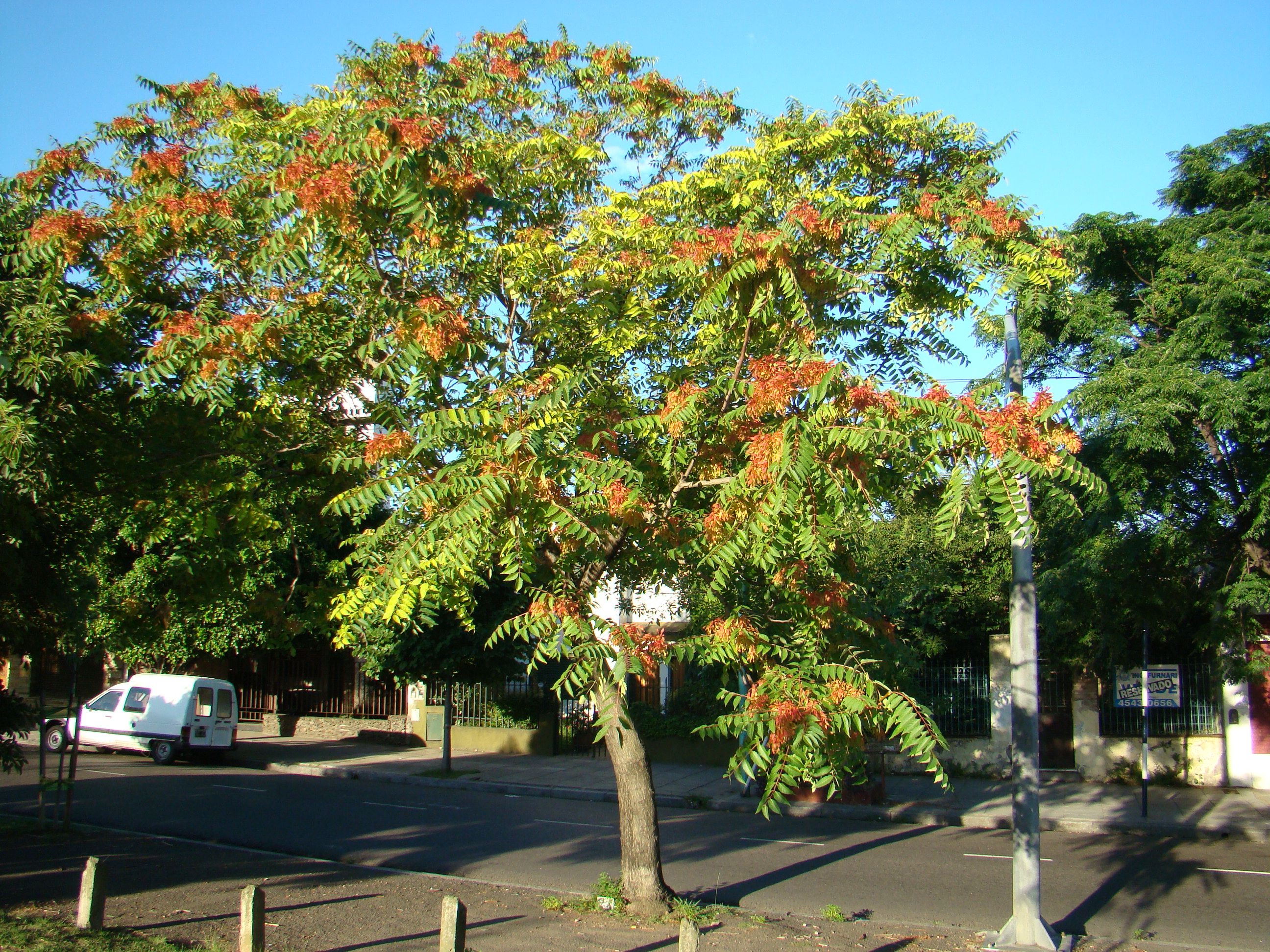 Айлант высочайший. Айлант дерево. Айлант высочайший китайский ясень. Айлант высочайший, китайский ясень (Ailanthus altissima). Айлант быстрорастущее дерево.