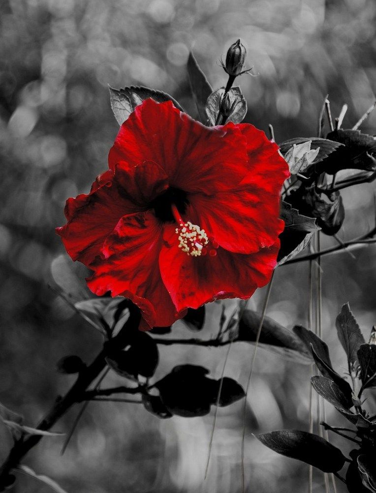 Красный цветок. Цветы красного цвета. Черно красные. Черно красные цветы. Schwarz rot