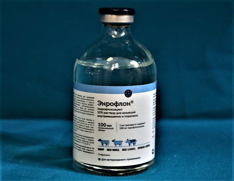 Энрофлон для кур несушек дозировка. Антибиотик для птиц энрофлон. Энрофлон 2. Вик энрофлон таб. Энрофлон для попугаев.