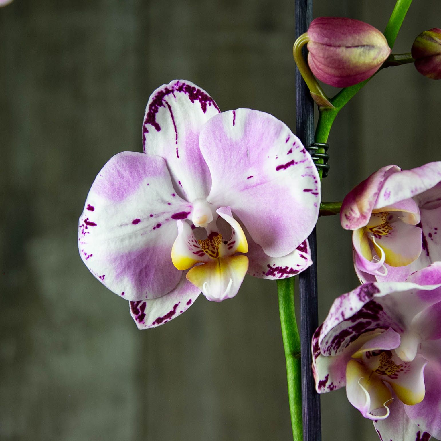 Орхидея Spring Prince